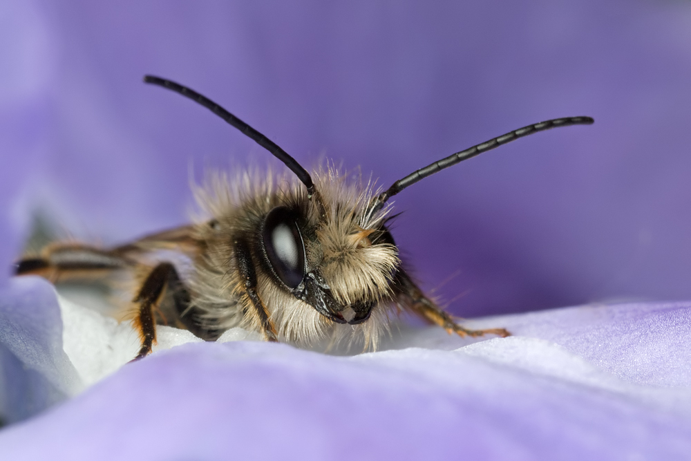 2009 (5) MAY Red Mason Bee in a Periwinkle Flower 